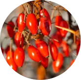 Phytomem One™ Berberine HCl