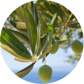 Phytomem One™ Oleuropein